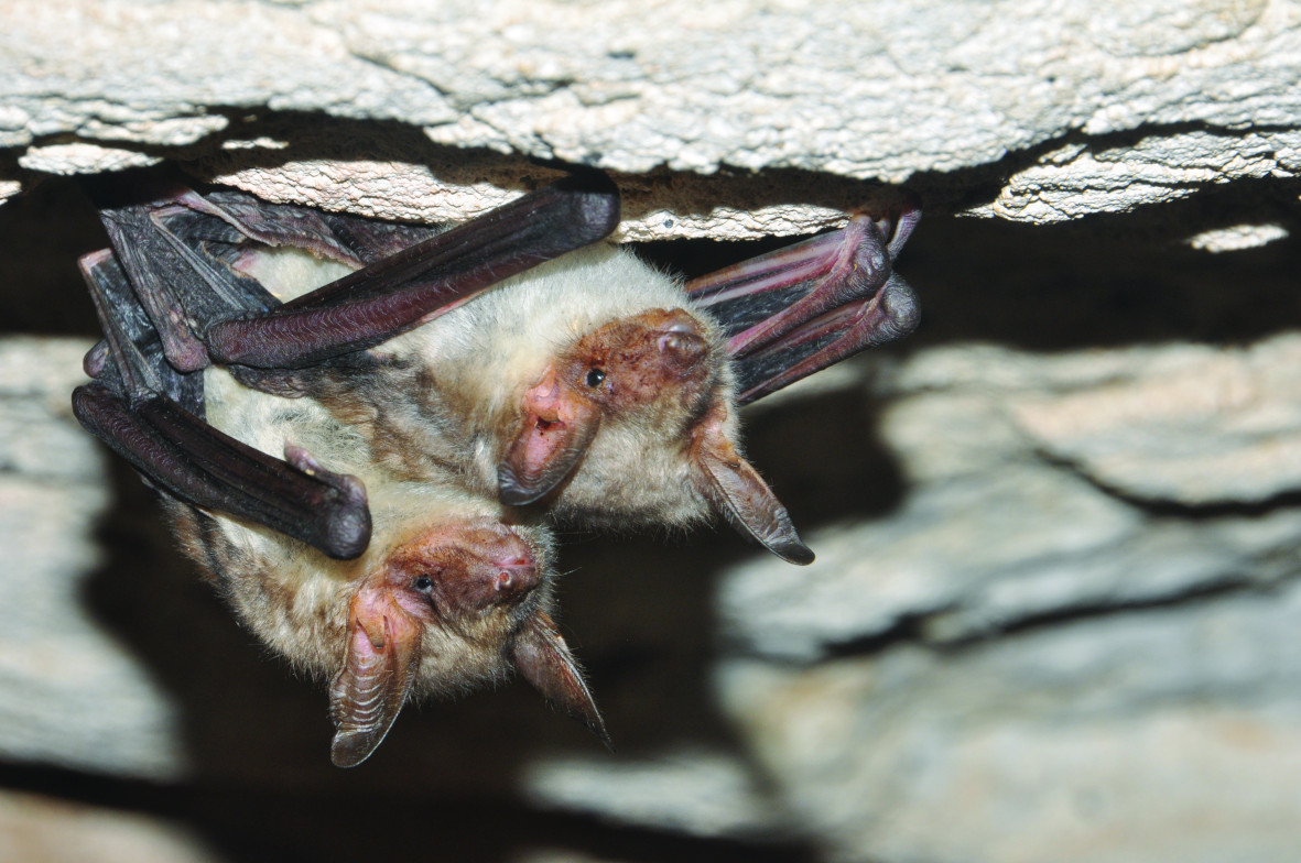 Animations sur les chauves-souris en Haute-Garonne