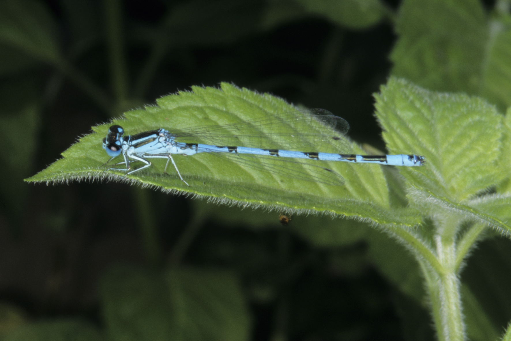 Agrion de Mercure, photo Xavier Rufray