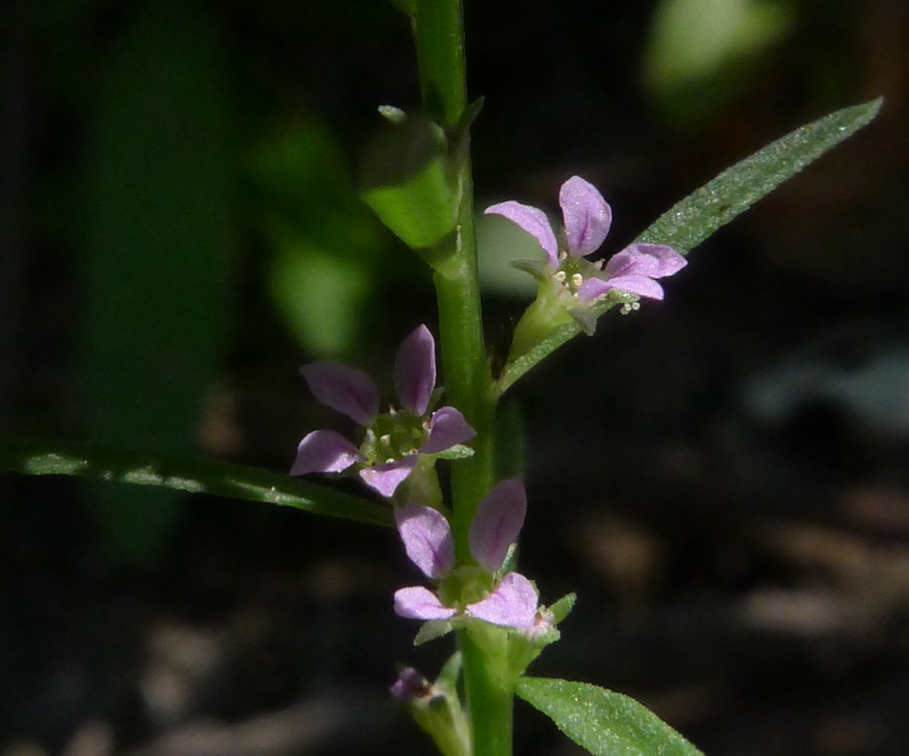 équipe du CEN Occitanie