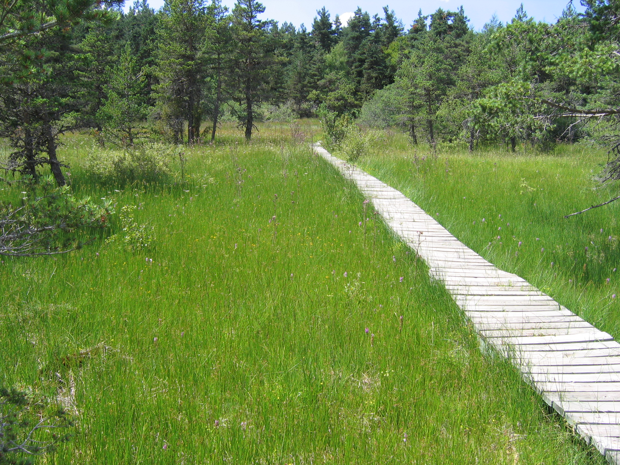Tourbière de Lajo SAGNE 48 Radio