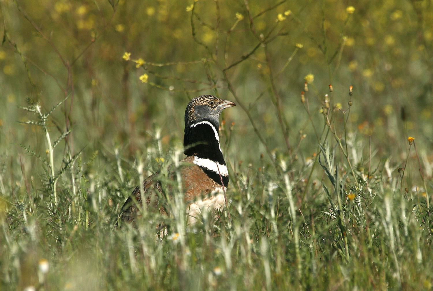 Outarde Canepetière, photo Xavier Rufray