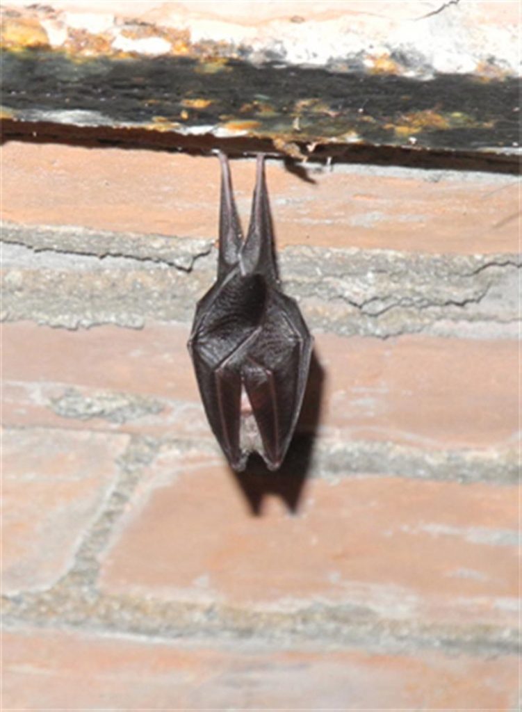 Petit rhinolophe, Rhinolophus hipposideros