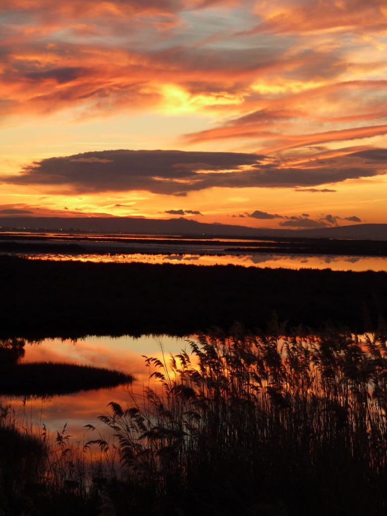 Pôle-Relais Lagunes Méditerranéennes