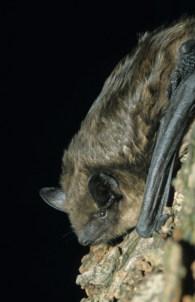 Serotine, Eptesicus serotinus