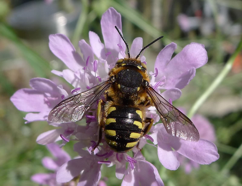 rejoindre le cen occitanie