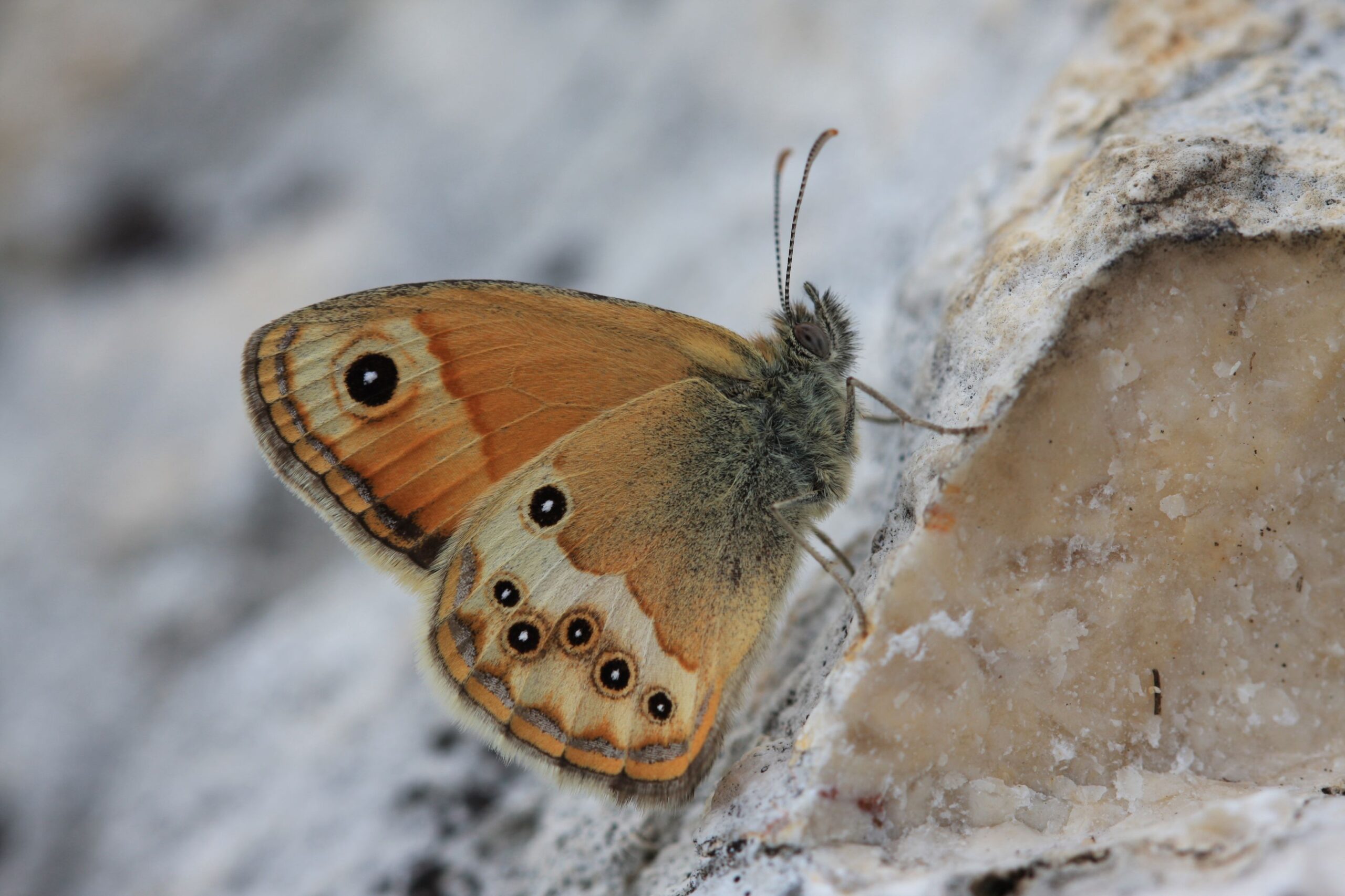 RNRGardon_A_la_decouverte_des_insectes