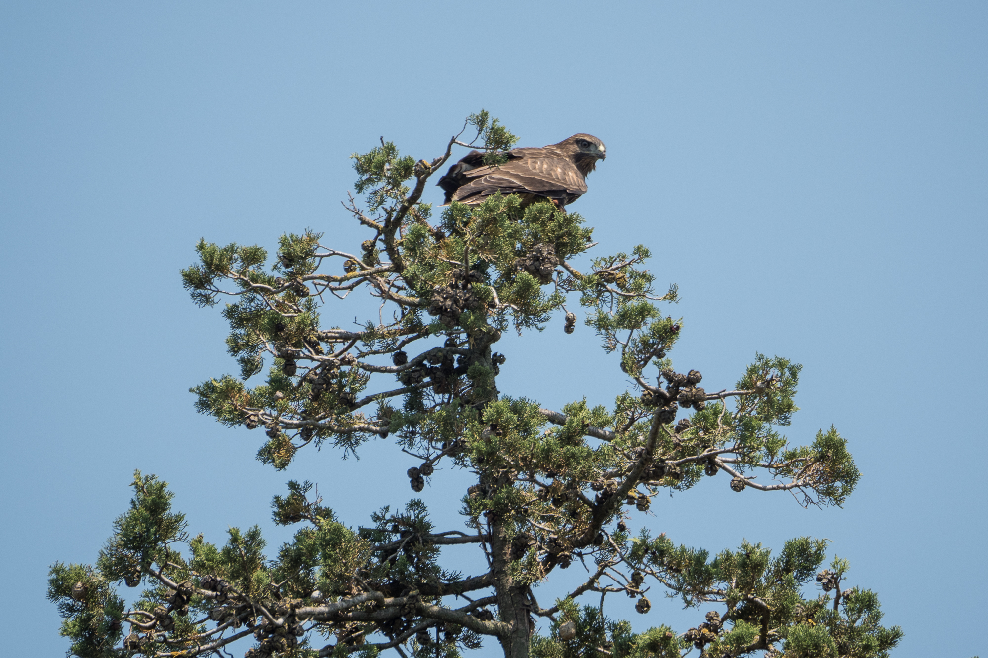 Buse Variable Olivier Scher CEN Occitanie