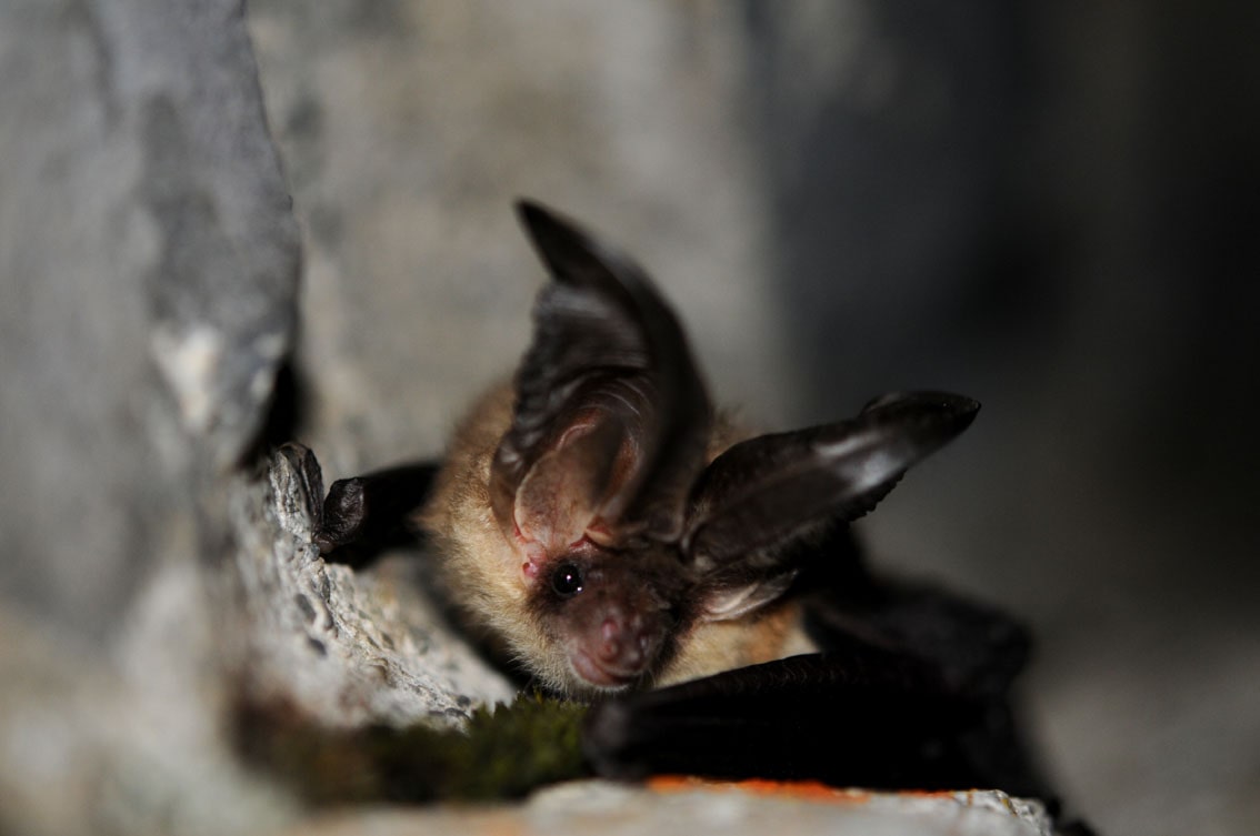 Chauves souris en Occitanie Oreillard roux, Frédéric Blanc CEN Occitanie