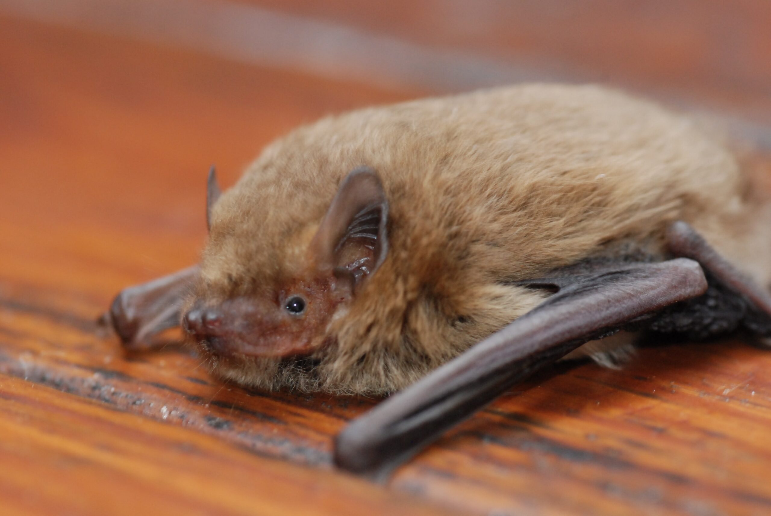 Pipistrelle pygmée Cathie Boléat