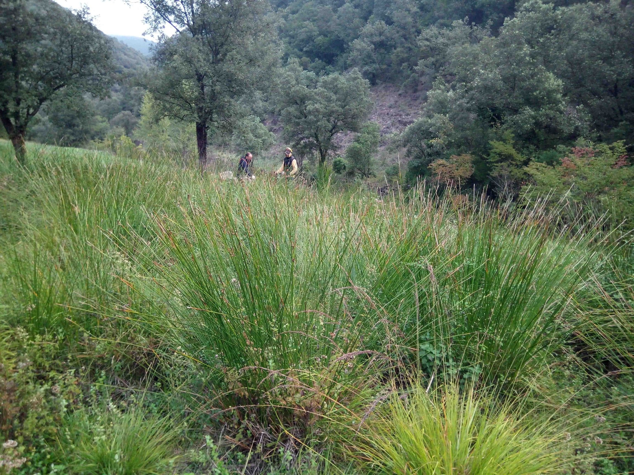 Chantier Roquefeuille