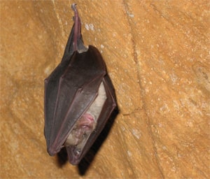 Chauves souris en Occitanie