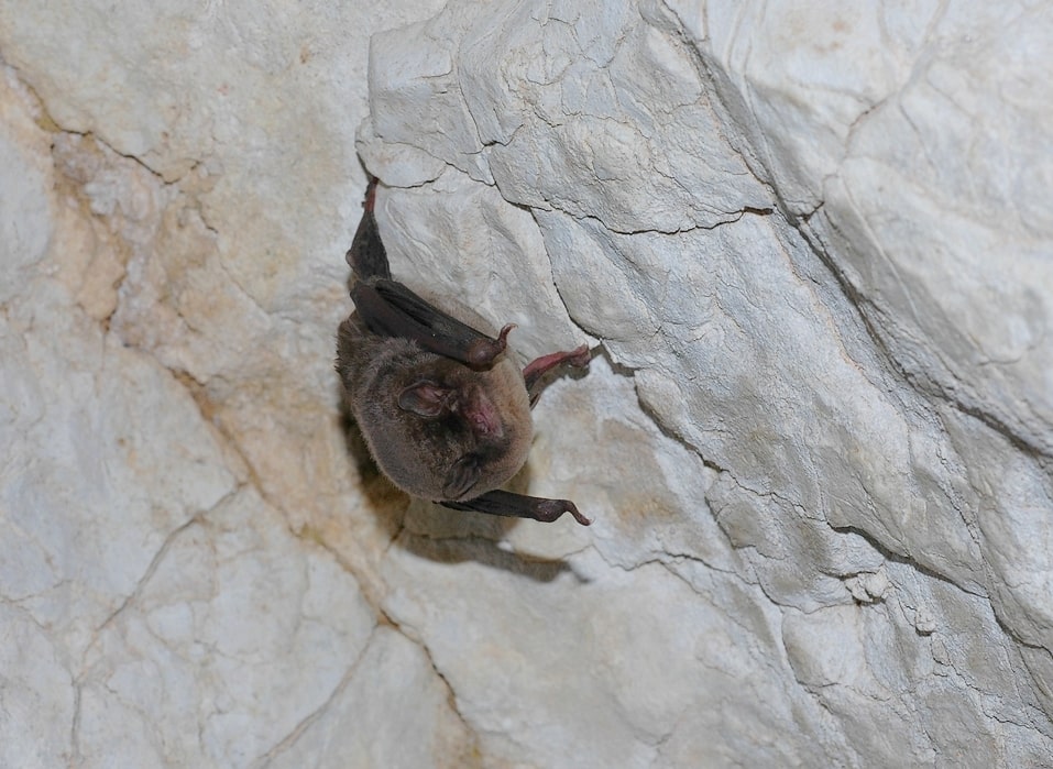 Chauves souris en Occitanie