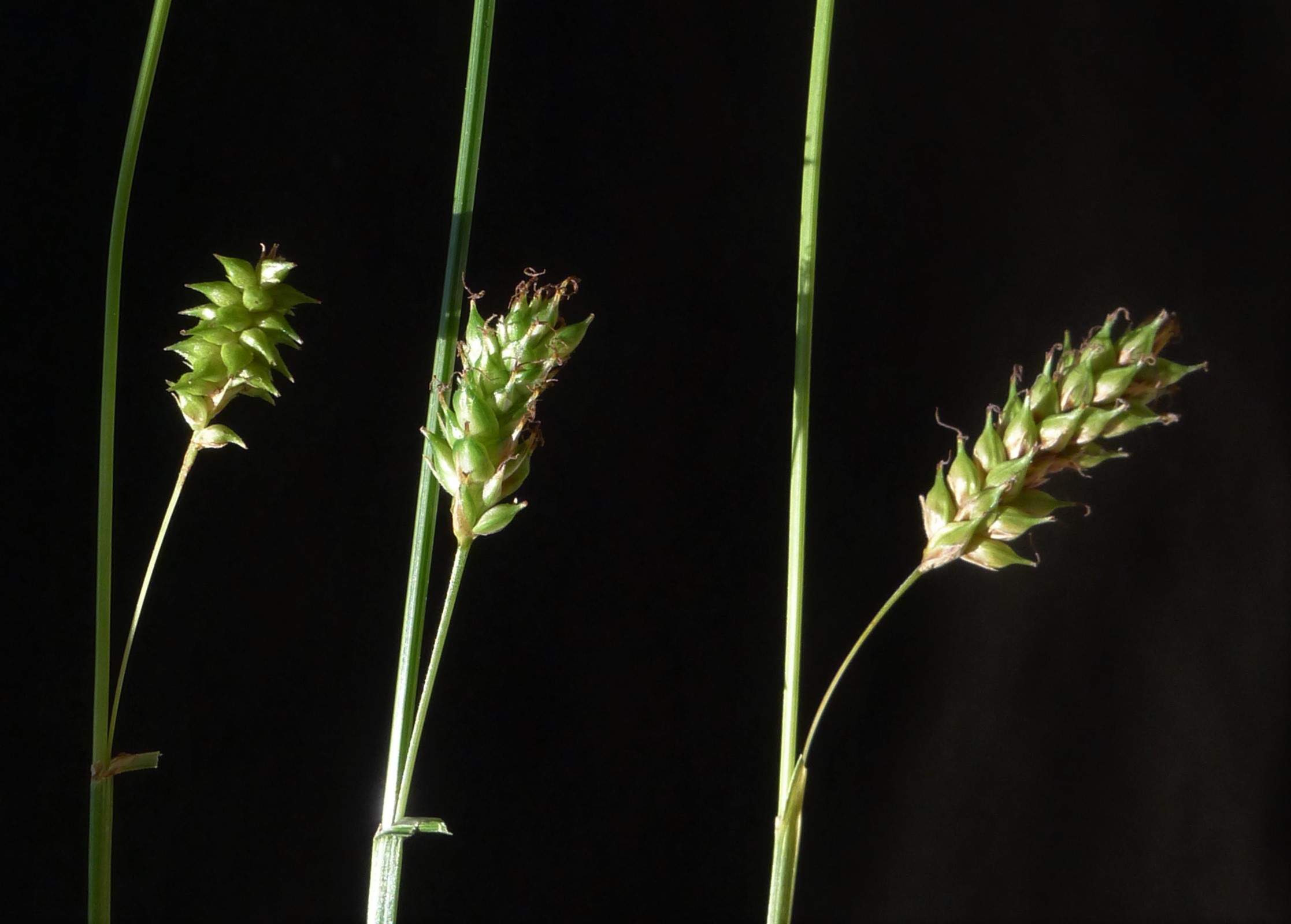 inventaires naturalistes