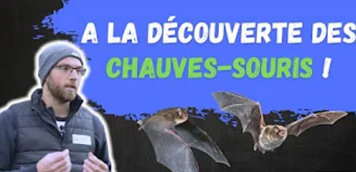 Web séries sur les chauves-souris