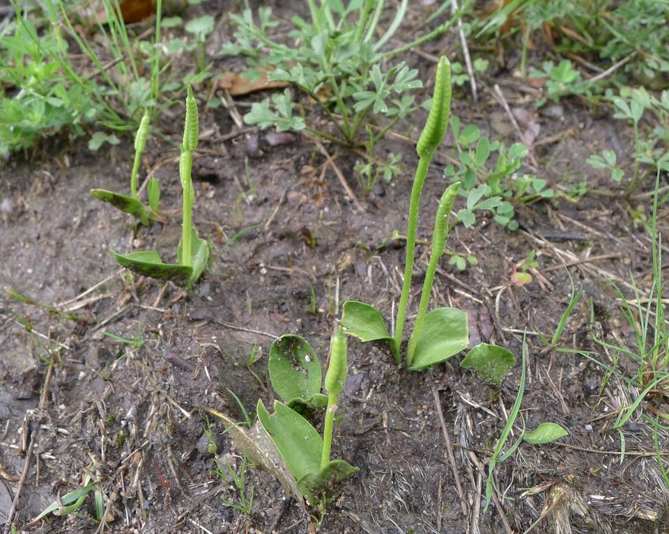 découverte d'une fougère ancestrale