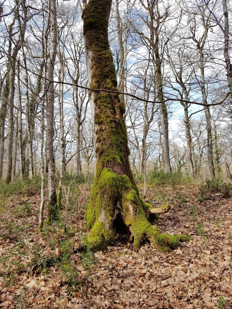 Groupe Invertébrés de Midi-Pyrénées