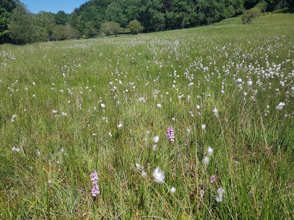 Groupe Invertébrés de Midi-Pyrénées