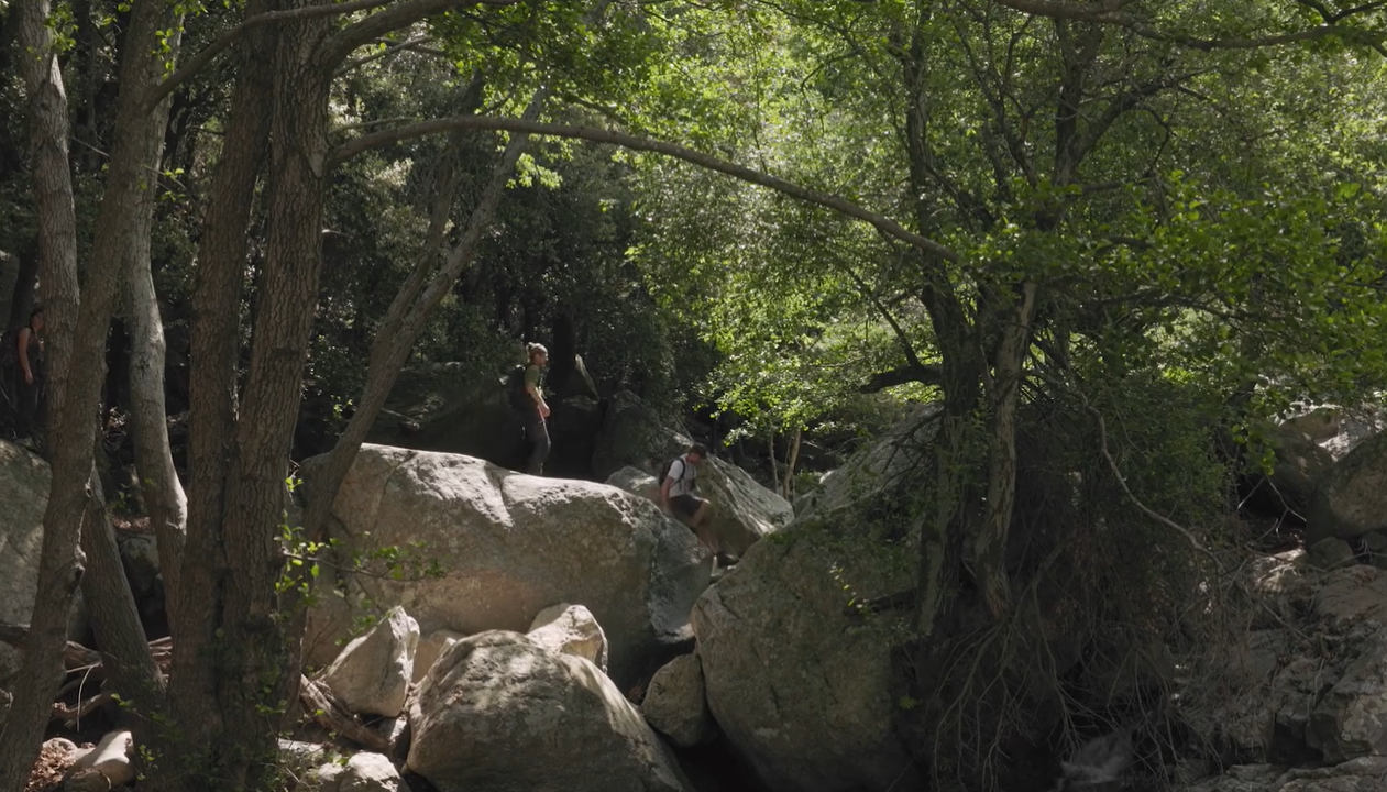 Vieilles forêts de plaine