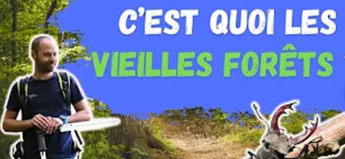 C'est quoi les vieilles forêts