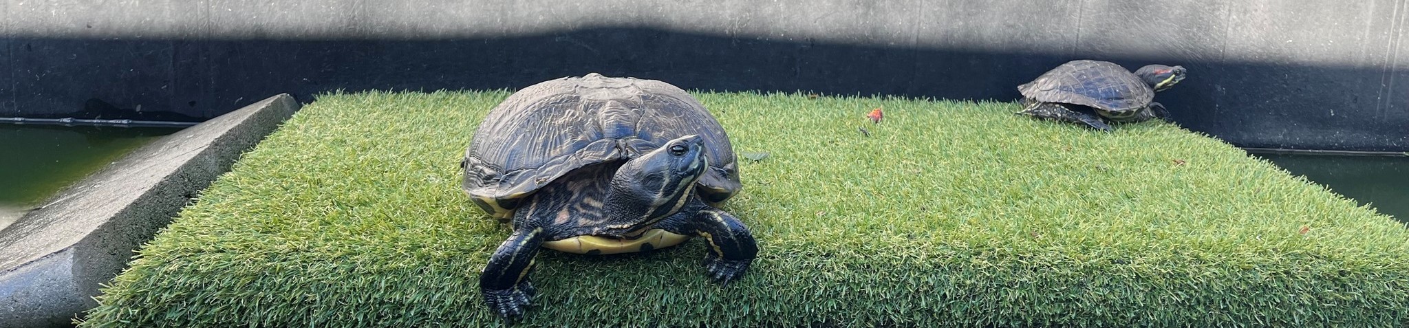 Reportage Espèces Exotiques Envahissantes