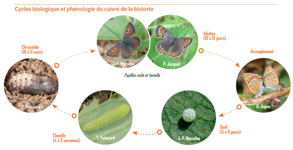 Cycle cuivré fonctionnalité zones humides