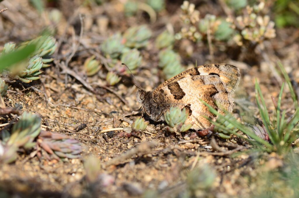L'Hermite Chazara briseis
