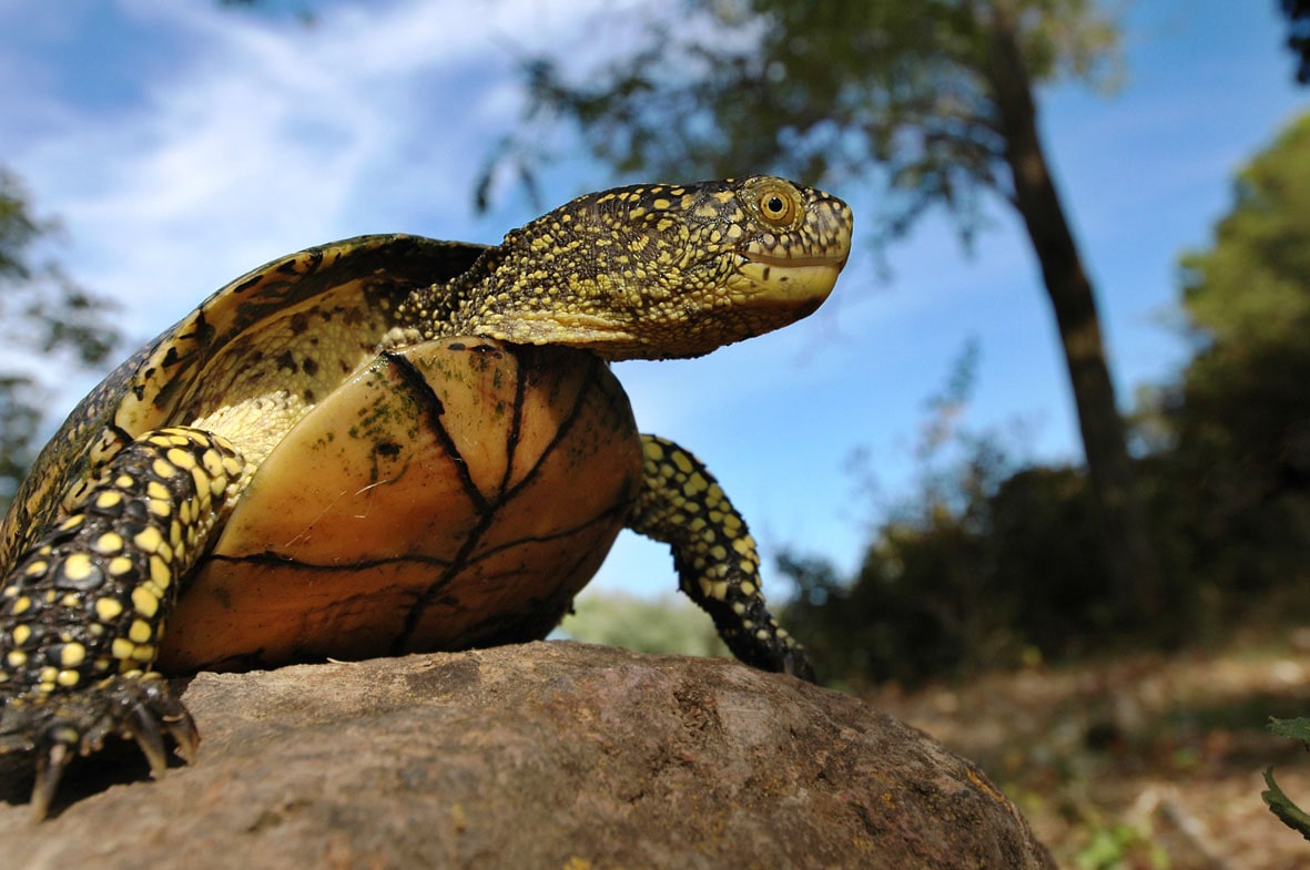 Cistude d'Europe Réserve Bagnas Renaud