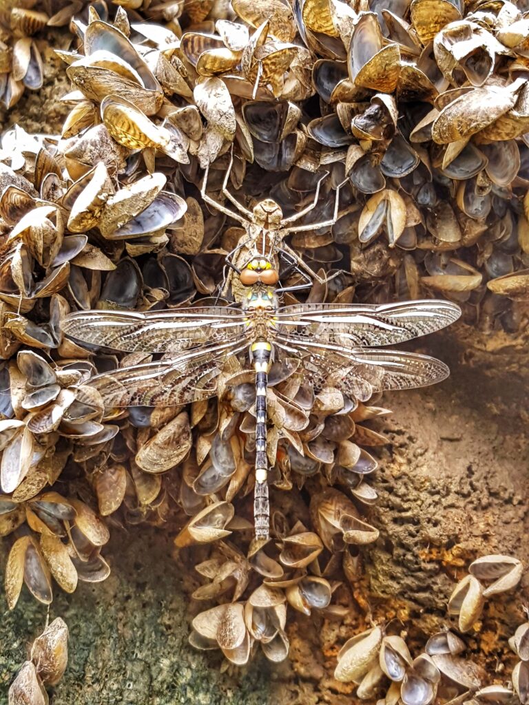La Cordulie splendide Macromia splendens