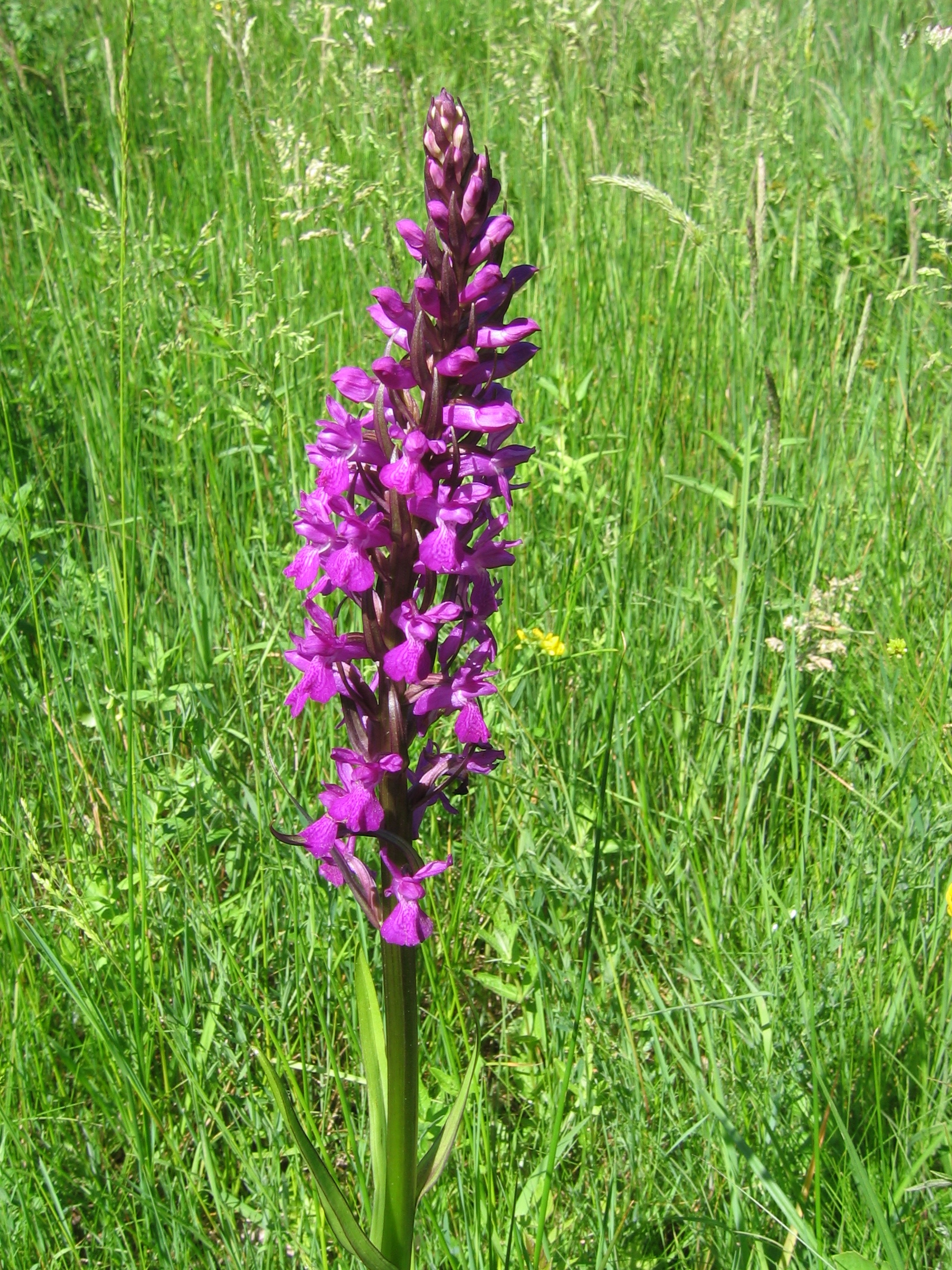 restauration d'une zone humide