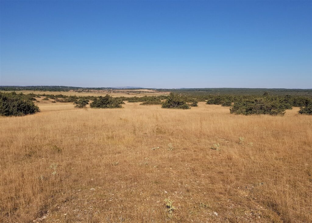 Habitat de L'Hermite Chazara briseis