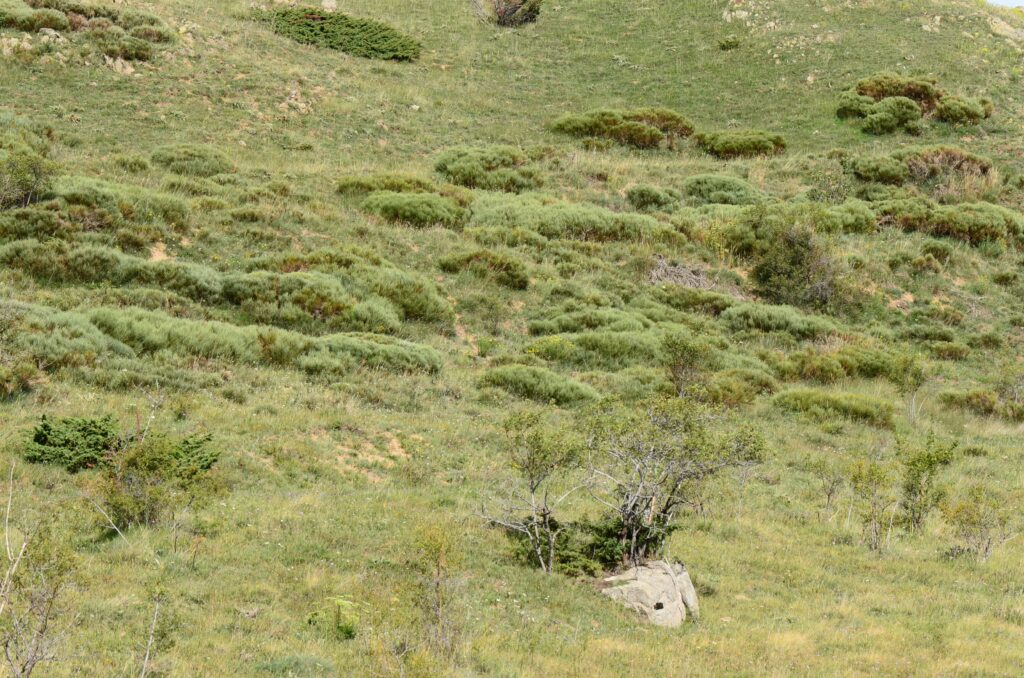 Habitat de L'Hermite Chazara briseis