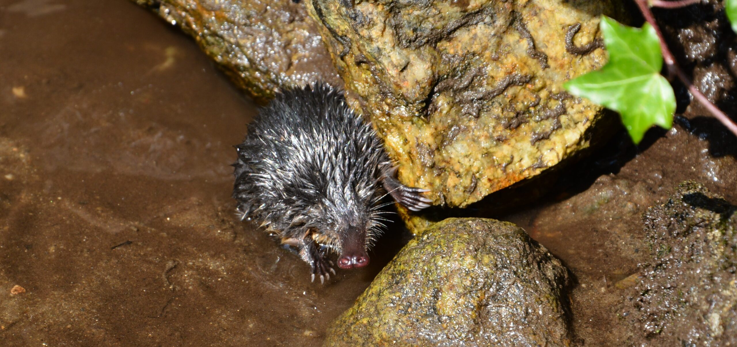 Desman des Pyrénées