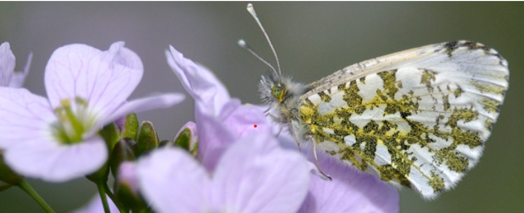 Rencontre naturaliste d'Occitanie