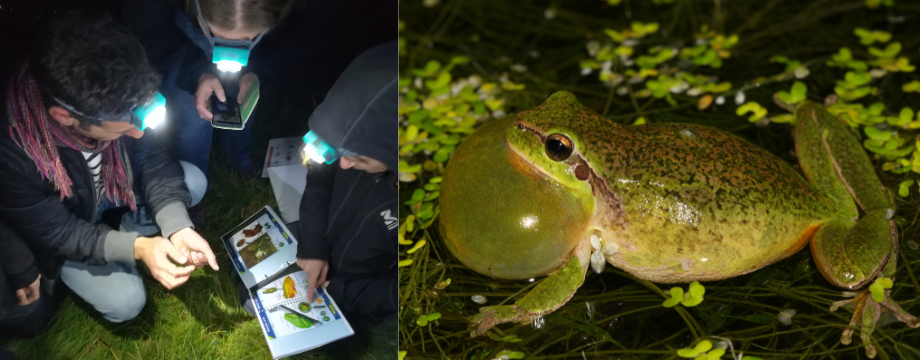 sortie nature dans le cadre de Fréquence Grenouille, sur le site des Salines