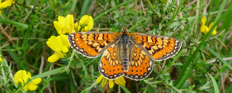 damier du godard_rondeau