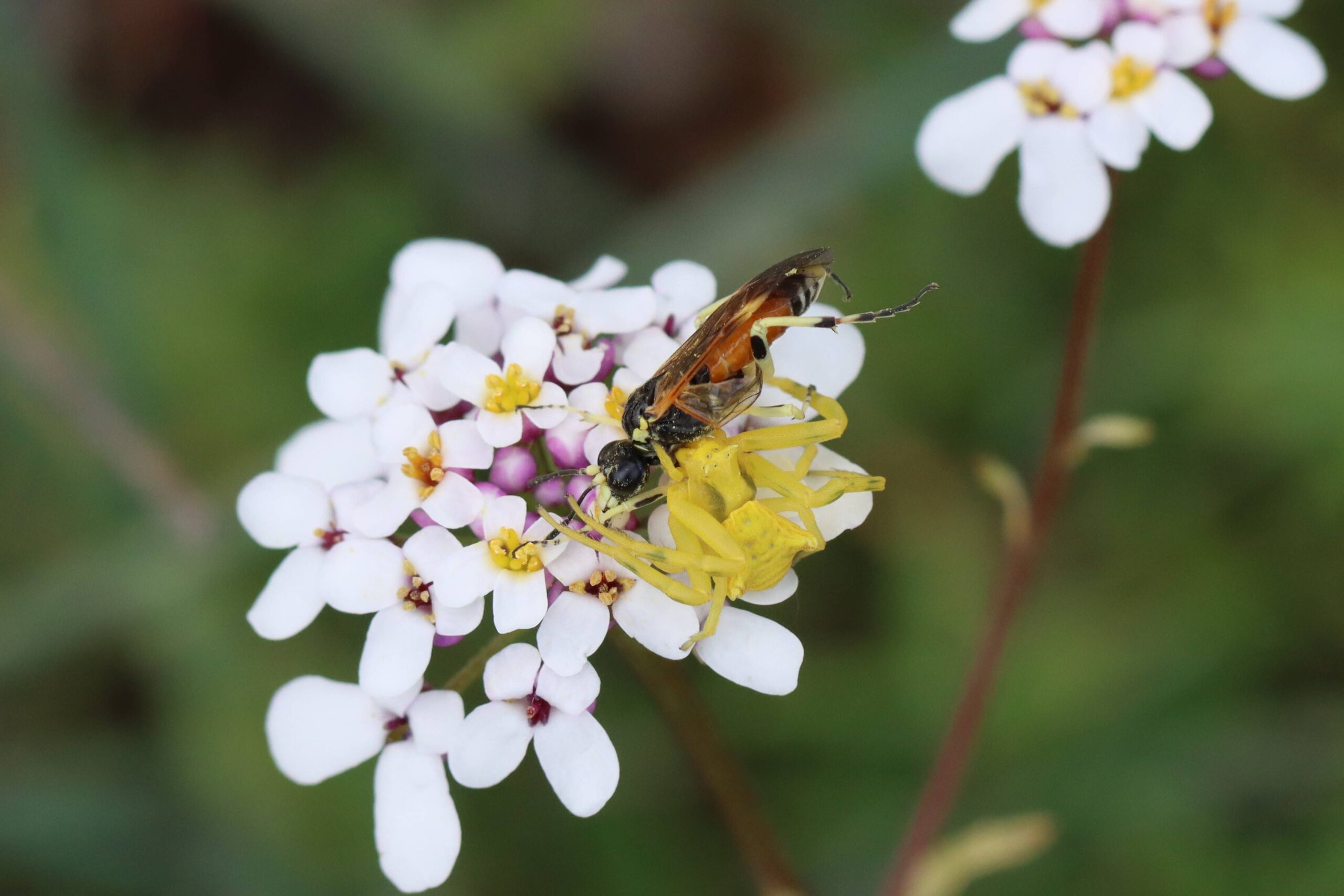 Focus espèces - Elinora maculipes