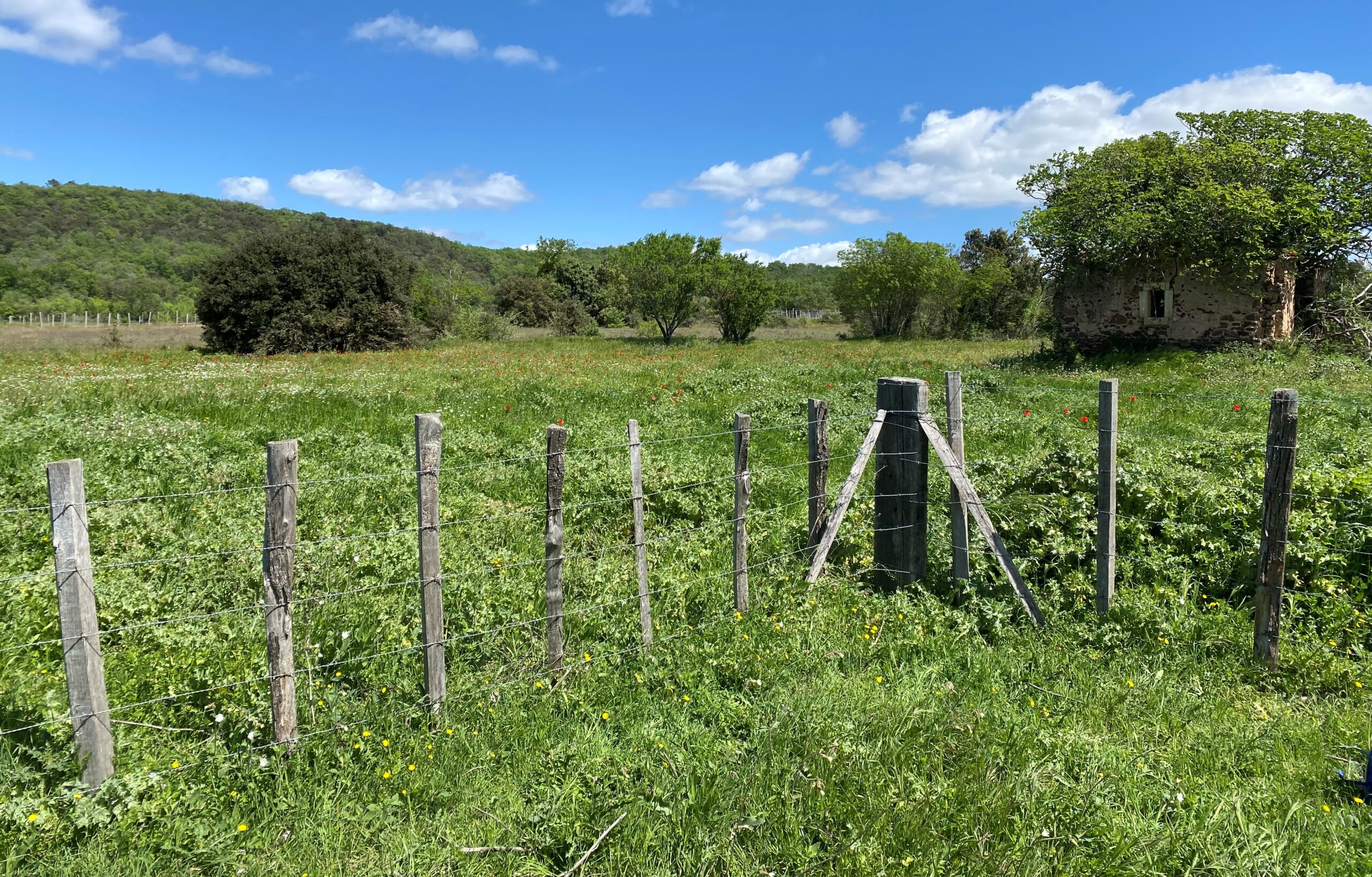 création de mares pour les amphibiens