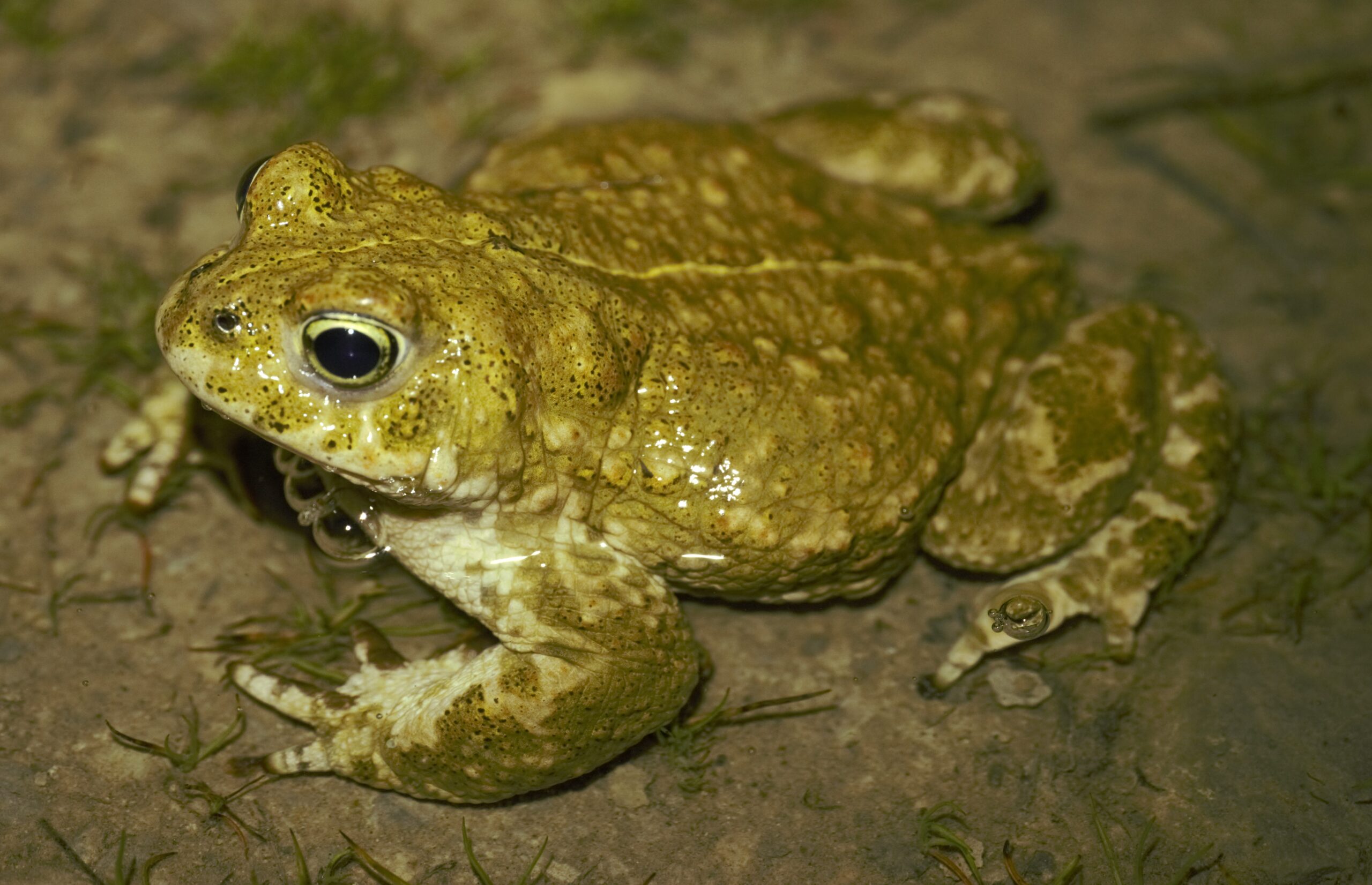 amphibien de la zone humide du Planas dans le Gard