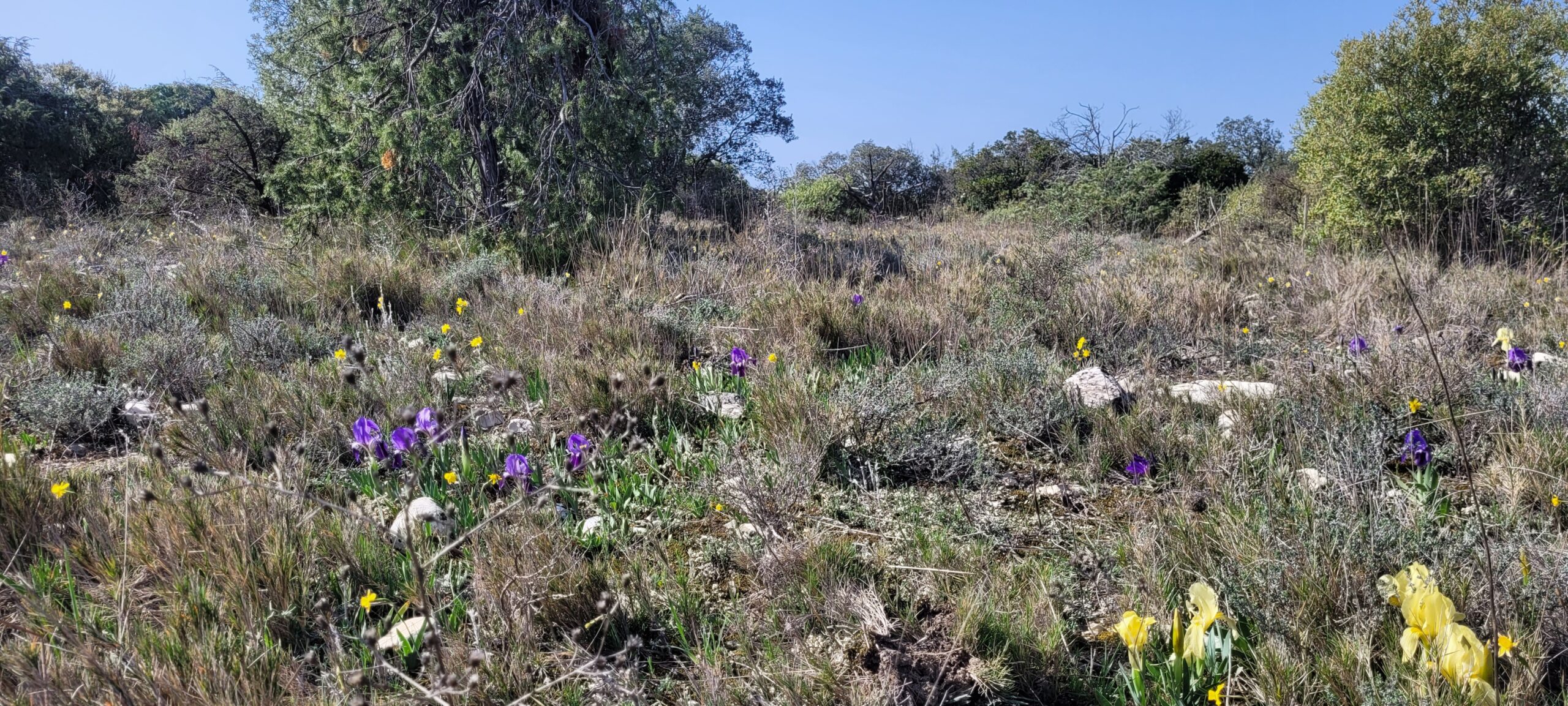 garrigues à serpents