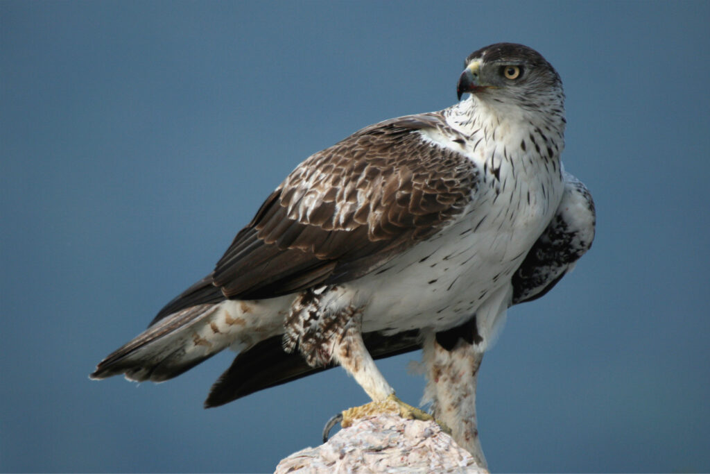 Bonelli adulte_David Lacaze