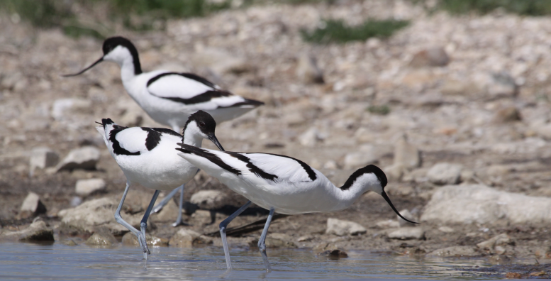 découverte et observation des oiseaux du littoral