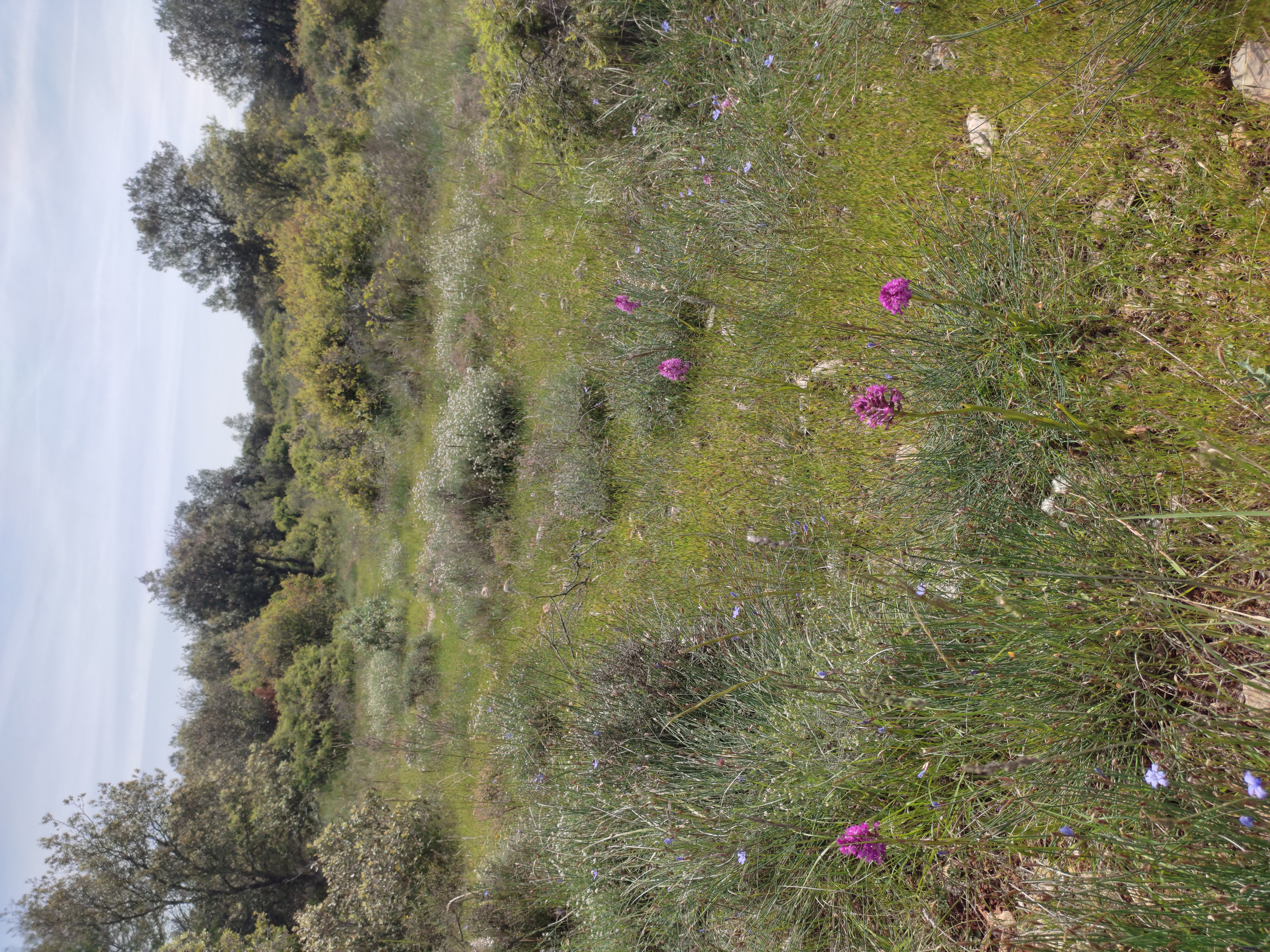 pelouse sèche dans l'Aude