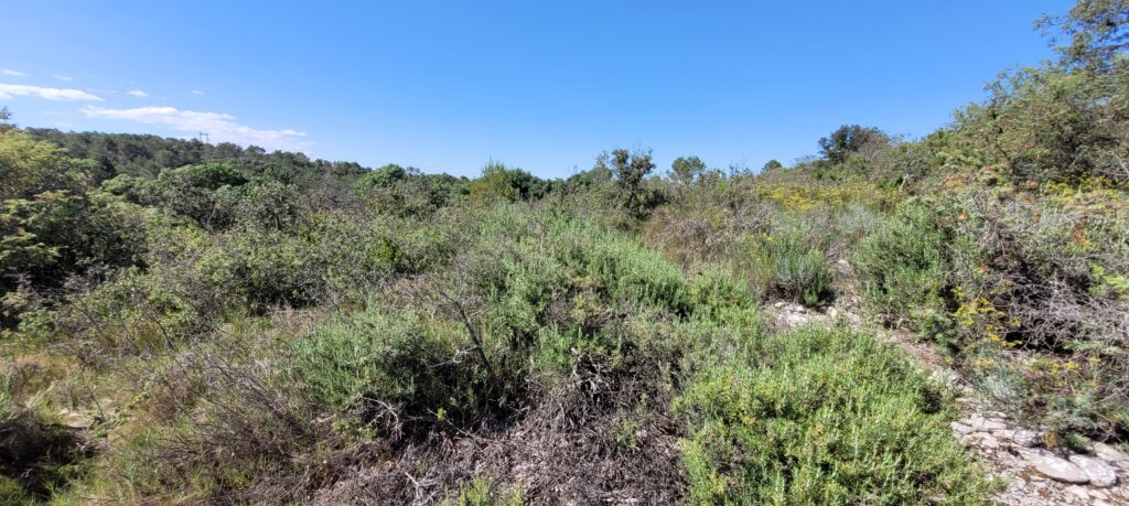 Garrigues Gard CEN Occitanie
