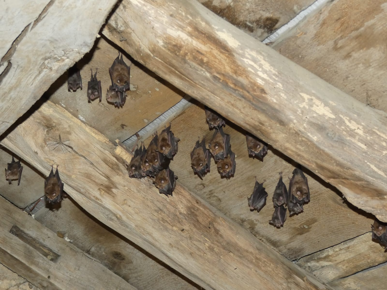 Petit Rhinolophe chauve-souris