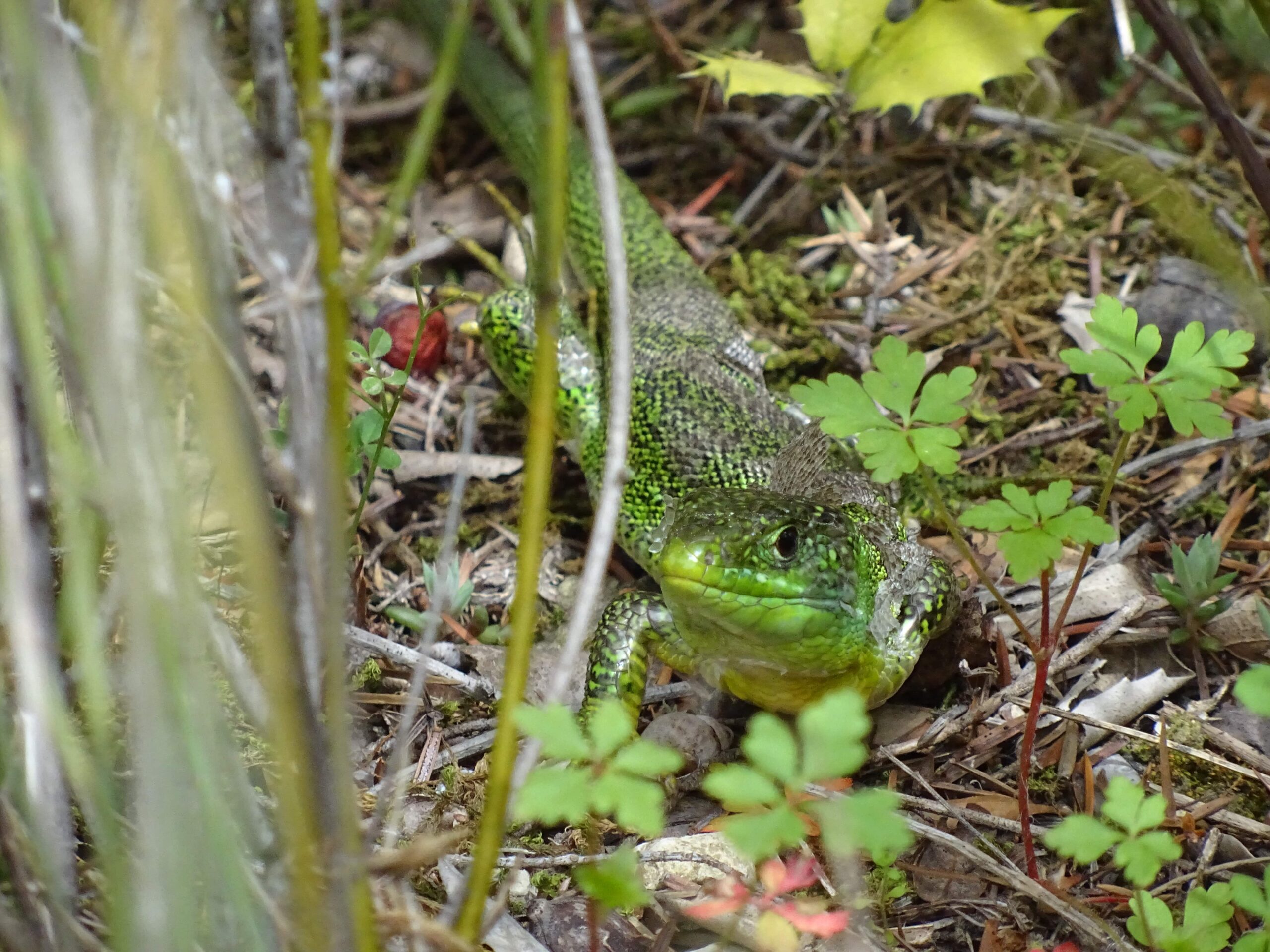 Lézard Reptiles Gard