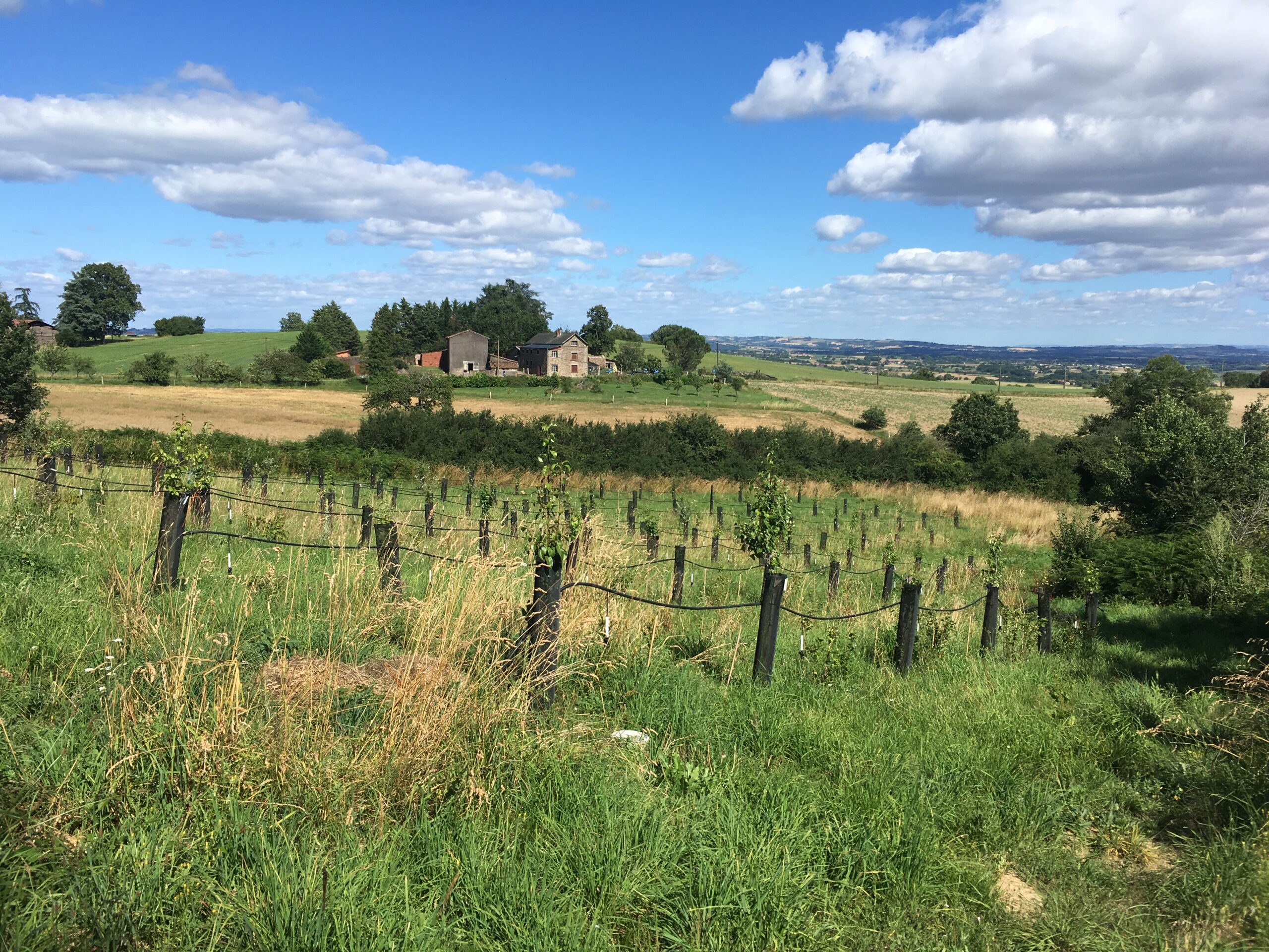 La Salvetat Chantier Les Chlorophy'Liens tarn