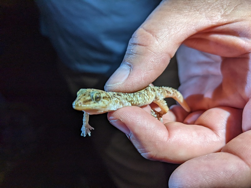 gecko