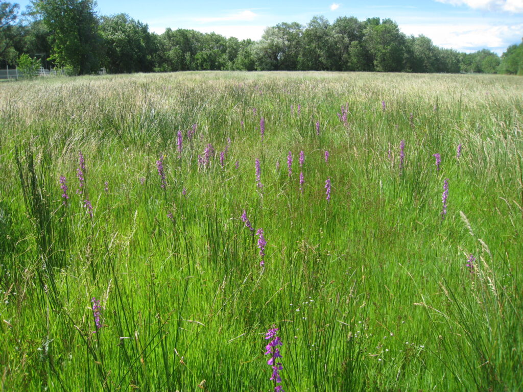 Balade nature CEN Occitanie Camargue