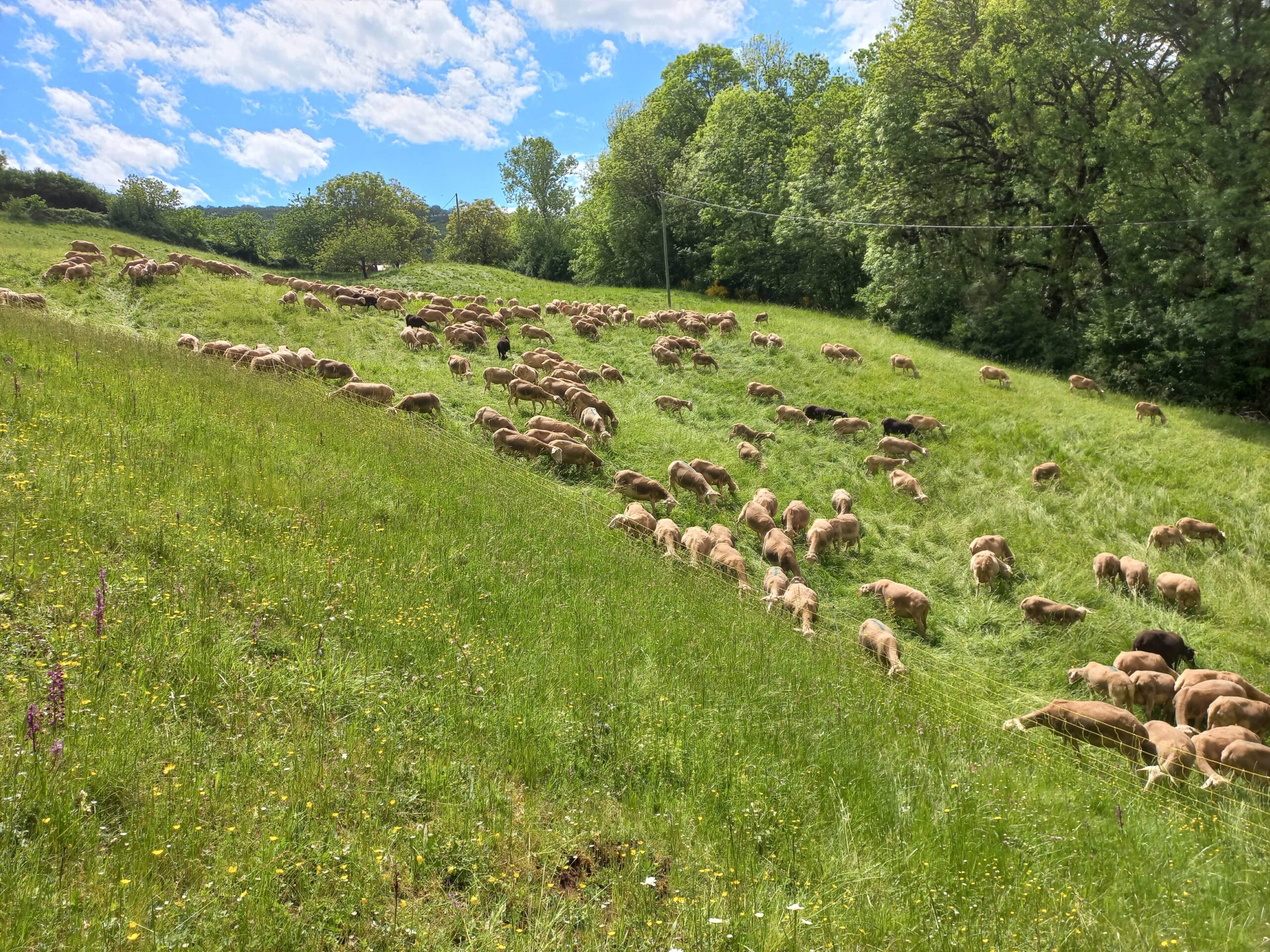 Chantier nature Aveyron CEN Occitanie