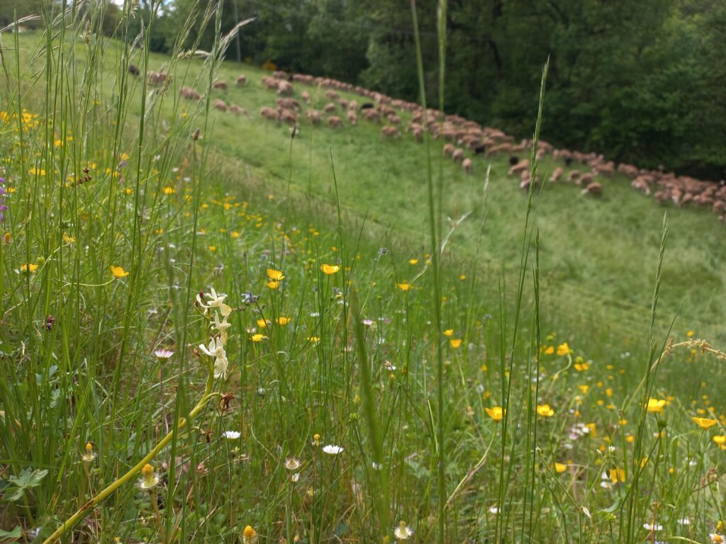 Chantier nature Aveyron CEN Occitanie